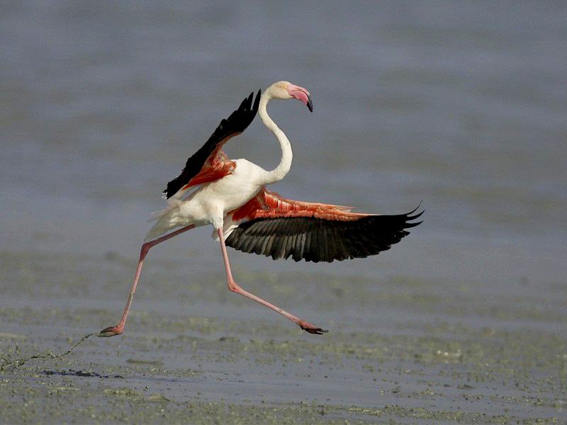 flamingo_14_kuwait_09-05.jpg